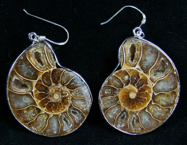 Stylish Ammonite Earrings - Sterling Silver #7672